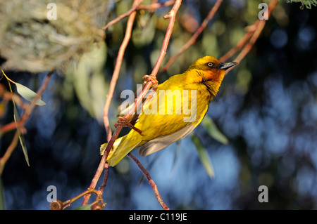 Kap-Weber (Ploceus Capensis), Namaqualand, Südafrika Stockfoto