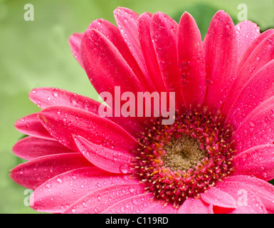 isolierte rosa Gänseblümchen in einem verregneten Tag Stockfoto