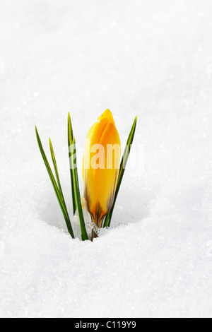 Gelbe Krokus, Frühling Krokus, riesigen niederländischen Krokus (Crocus Vernus), geschlossen Blume im Schnee Stockfoto