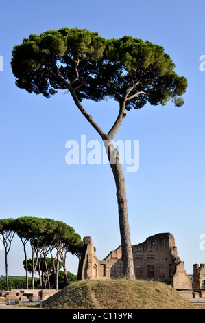 Kiefer auf einem Brunnen, kaiserliche Loge des Hippodroms, Domus Augustana, Palatin, Rom, Latium, Italien, Europa Stockfoto