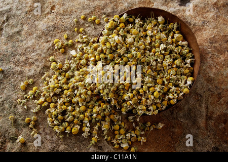 Deutsch Kamille (Matricaria Chamomilla), Blüten, in einer kupfernen Schüssel auf eine Steinoberfläche Stockfoto