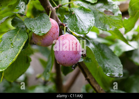 Nahaufnahme der Victoria Pflaumen (Prunus Domestica 'Victoria') im Spätsommer. Stockfoto