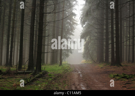 Nadelwald, Waldweg, Fichte, Fichte (Picea Abies), neblig, Bergisches Land/Region, North Rhine-Westphalia Stockfoto