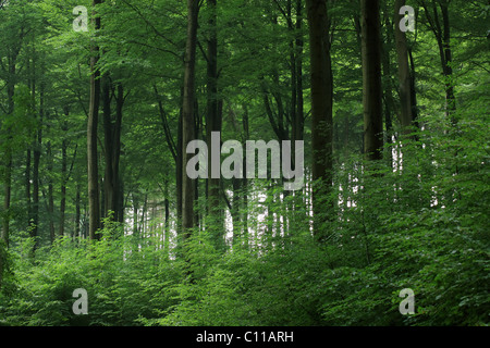 Europäische Buchenwälder (Fagus Sylvatica) Stockfoto