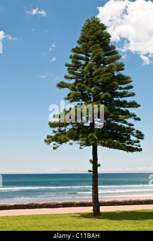 Norfolk-Tanne, Manly Beach, Sydney, Australien Stockfoto