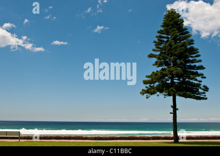 Norfolk-Tanne, Manly Beach, Sydney, Australien Stockfoto