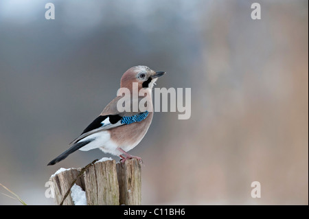 Eurasischen Eichelhäher (Garrulus glandarius) Stockfoto