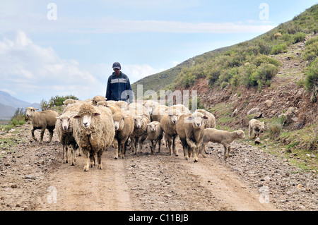Schafzucht, Schäfer mit Herde, bolivianischen Altiplano Hochland, Departement Oruro, Bolivien, Südamerika Stockfoto