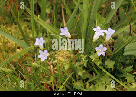 Efeu-leaved Glockenblume (Wahlenbergia Hederacea: Campanulaceae) auf Moorland, UK. Stockfoto