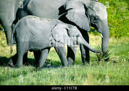 Afrikanischer Elefant (Loxodonta Africana) mit jung, Okavango Delta, Botswana, Afrika Stockfoto