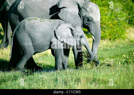 Afrikanischer Elefant (Loxodonta Africana) mit jung, Okavango Delta, Botswana, Afrika Stockfoto