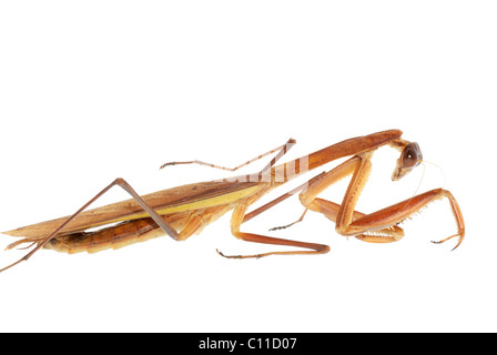 Praying Mantis Bug Insekt isoliert Stockfoto