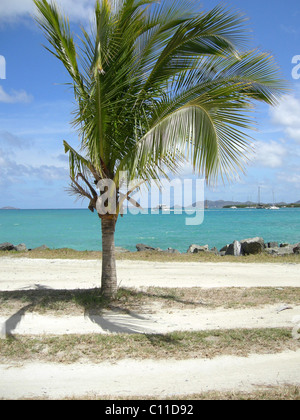 Palme in Tortola, West Indies Stockfoto