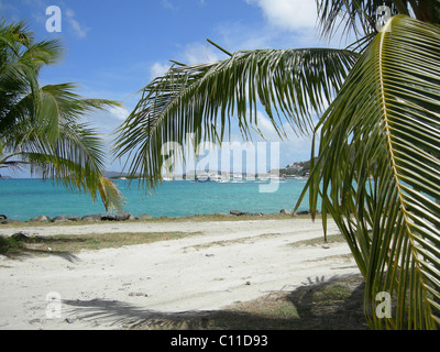 Palmen in Tortola, West Indies Stockfoto