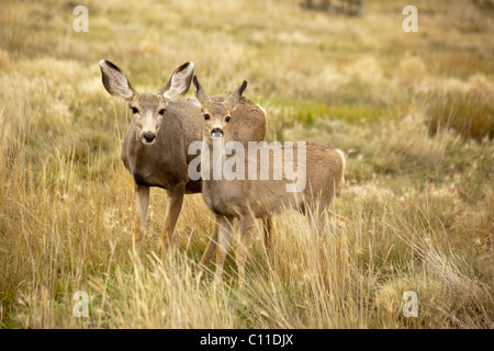 Weibliche Maultierhirsch (Odocoileus Hemionus), Doe, Hind, mit Rehkitz, Yukon Territorium, Kanada Stockfoto