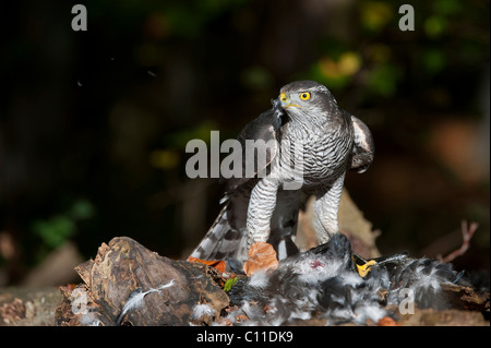 Nördlichen Habicht (Accipiter Gentilis) mit Beute, Carrion crow Stockfoto