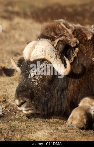 Moschusochsen (Ovibos Moschatus), Stier, Yukon Territorium, Kanada Stockfoto