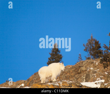 Billy, Bergziege (Oreamnos Americanus), Männlich, auf Rock Cliff, Yukon Territorium, Kanada Stockfoto