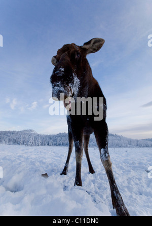 Stier, männliche Elche (Alces Alces), Zunge raus, ausgelassene Geweih, Yukon Territorium, Kanada Stockfoto