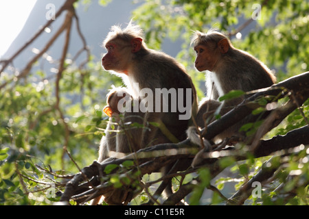 Rhesus-Makaken und Rhesusaffen (Macaca Mulatta), Courtallam, Western Ghats, Tamil Nadu, Tamil Nadu, Südindien, Indien, Asien Stockfoto
