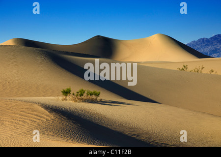 Mesquite Flats sand Dünen Stovepipe Wells Death Valley Nationalpark Kalifornien Stockfoto