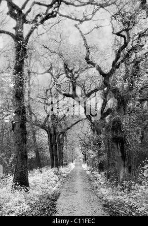 Einem geheimnisvollen Wald, eingefangen in der Infrarot-Fotografie. Stockfoto