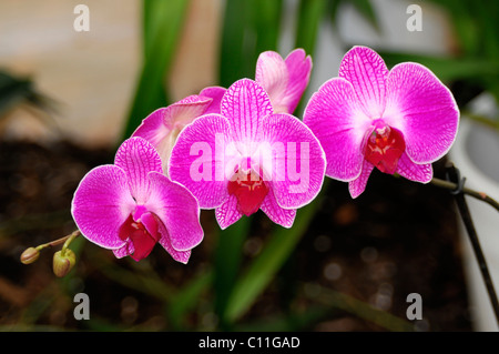 Orchideen, Orchideenausstellung, Blumengärten Hirschstetten, Wien, Austria, Europe Stockfoto