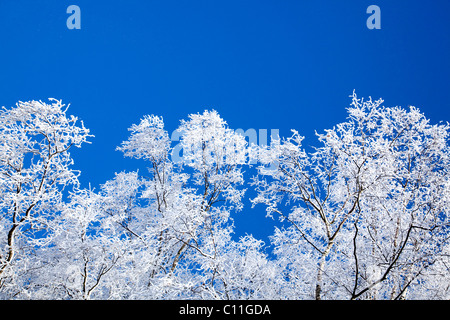 Verschneite Birken in verschneiter Winterlandschaft im Bayerischen Wald in der Nähe von St. Englmar, Bayern, Deutschland, Europa Stockfoto