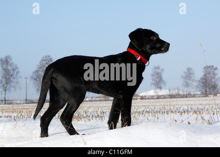 Schwarze Labrador Retriever Welpen, junge Rüde, spielen im Schnee, Winter Stockfoto