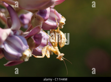 Mantis (Mantodea) auf Blume, Karnataka, Südindien, Indien, Südasien, Asien Stockfoto