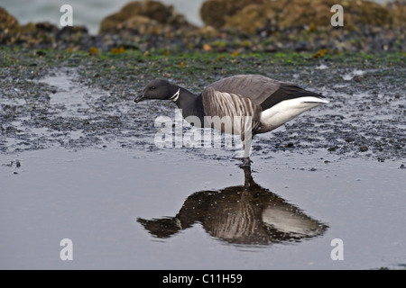 Brent Goose (Branta Bernicla) (dunkel aufgebläht) Fütterung am Meeresufer Stockfoto