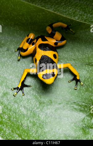 Schwarz und Gelb poison dart Frog, Dendrobates leucomelas, Südamerika. Auch als die Hummel Poison Dart Frog bekannt Stockfoto