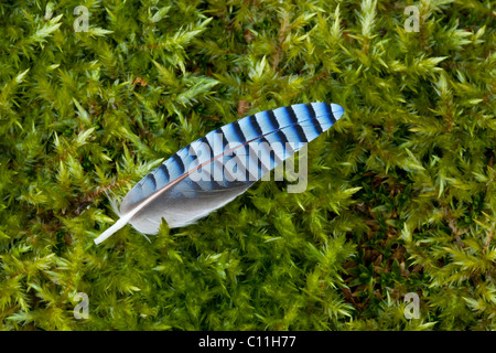 Jay Feder, Garrulus Glandarius, auf Moos Stockfoto