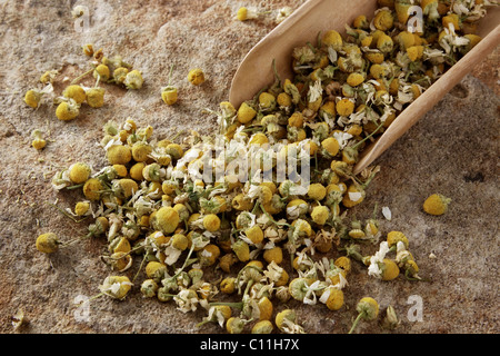 Kamille verlässt (Matricaria Chamomilla) mit einer hölzernen Schaufel auf der Steinoberfläche Stockfoto