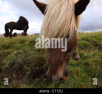 Islandpferd, Essen Stockfoto