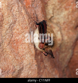 Bechstein Fledermaus (Myotis Bechsteinii) während des Winterschlafs Stockfoto