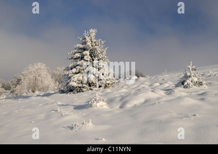 Winter im Biosphaerengebiet sch.ools.it Alb Biosphären Reservat, Schwäbische Alb, Baden-Württemberg, Deutschland, Europa Stockfoto