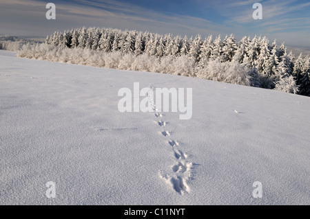 Winter im Biosphaerengebiet sch.ools.it Alb Biosphären Reservat, Schwäbische Alb, Baden-Württemberg, Deutschland, Europa Stockfoto