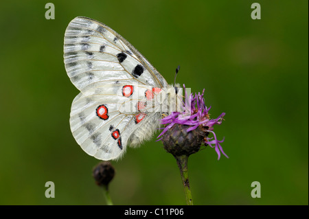 Berg-Apollo-Falter (schon Apollo), ruht auf einem braun-Flockenblume (Centaurea Jacea), Biosphaerengebiet sch.ools.it Alb Stockfoto