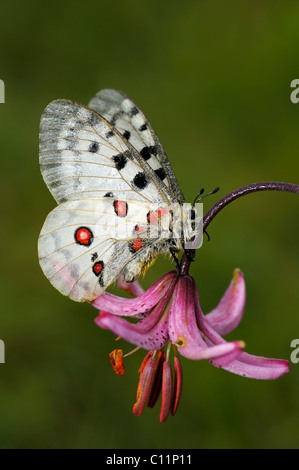 Berg-Apollo-Falter (schon Apollo), ruht auf einem Martagon oder Turk Kappe Lilie (Gymnadenia Conopsea), Biosphaerengebiet Stockfoto