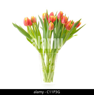 Reihe von Tulpen (Tulipa) Stockfoto