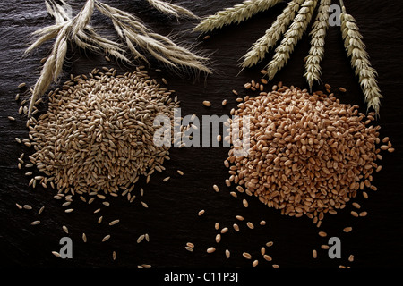 Roggen (Secale Cereale) und Weizen (Triticum) auf einer Tafel Stockfoto