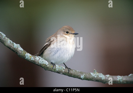 Europäische Trauerschnäpper (Ficedula Hypoleuca), Weiblich, Allgäu, Bayern, Deutschland, Europa Stockfoto