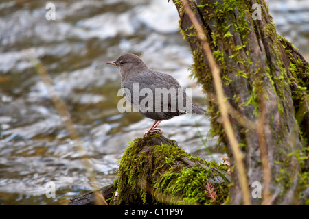 American Dipper, Cinclus mexicanus Stockfoto