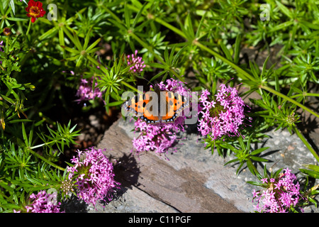 Kleine Schildpatt Schmetterling auf schleichende Crosswort Stockfoto