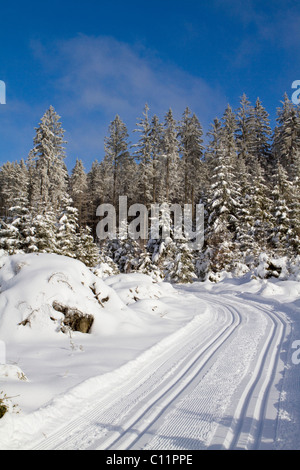 Langlauf-Loipe im verschneiten Wald, Gutenbrunn Baernkopf Biathlon und cross Country Ski-Zentrum, Waldviertel Stockfoto