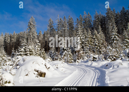 Langlauf-Loipe im verschneiten Wald, Gutenbrunn Baernkopf Biathlon und cross Country Ski-Zentrum, Waldviertel Stockfoto