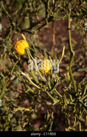 Fruchtkörper Poncirus Trifoliata japanische Bitterorange RHS Rosemoor Gardend Devon UK Stockfoto