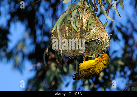 Kap-Weber (Ploceus Capensis), Namaqualand, Südafrika, Afrika Stockfoto