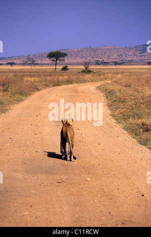 Löwin (Panthera Leo) zu Fuß auf der Straße, Ngorongoro, Tansania Stockfoto